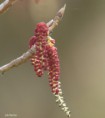 /album/my-local-birding-gallery/willow-catkins-on-my-patch-this-morning-jpg/